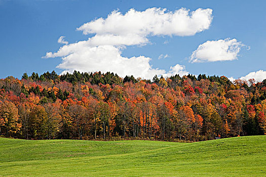 秋天,树,阿第伦达克山,纽约,美国