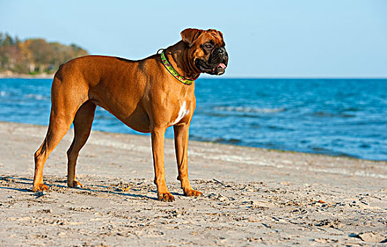 拳师狗,狗,站立,海滩