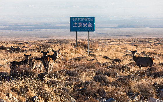 贺兰山马鹿,马鹿,赤鹿,贺兰山国家自然保护区