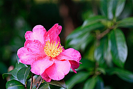 粉红色茶花