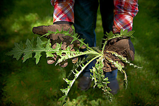 园丁,拿着,蓟属植物,安大略省,加拿大