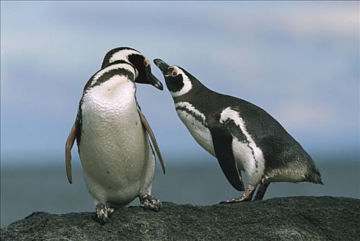 麦哲伦企鹅,小蓝企鹅,伴侣,奥特威,巴塔哥尼亚,智利