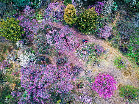 航拍南京梅花山