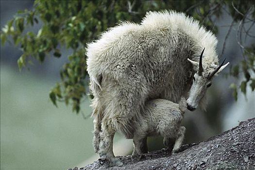 石山羊,雪羊,母亲,哺乳,落基山脉,冰川国家公园,蒙大拿