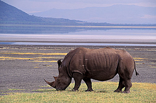 非洲,肯尼亚,纳库鲁湖国家公园,白犀牛