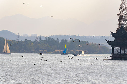 杭州市湘湖景区生态环境水鸟候鸟鸬鹚风光