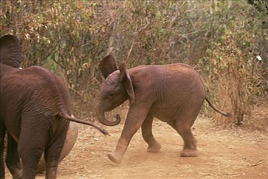 非洲象,玩,东察沃国家公园,肯尼亚