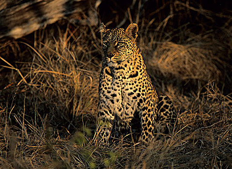 豹,萨比萨比,南非,非洲