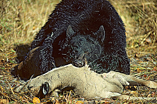 黑熊,美洲黑熊,腐食,白尾鹿,西部,艾伯塔省,加拿大
