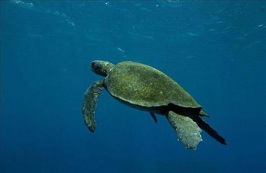 太平洋,绿海龟,龟类,游泳,靠近,费尔南迪纳岛,濒危,加拉帕戈斯群岛