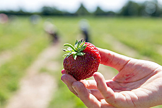 握着,草莓