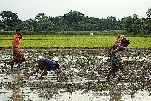 农民,陆地,母牛,拖拉机,贫穷,库尔纳市,孟加拉,六月,2008年