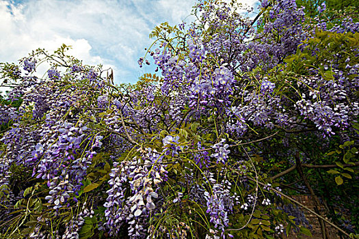 紫藤,意大利,欧洲