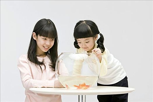 姐妹,看,金鱼,玻璃碗