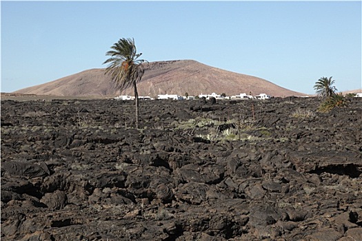 特色,兰索罗特岛,风景,火山岩,棕榈树,乡村,火山