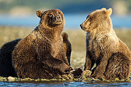美国,阿拉斯加,卡特麦国家公园,大灰熊,幼兽,棕熊,坐,一起,三文鱼,河流,湾,日落,夏天,晚间