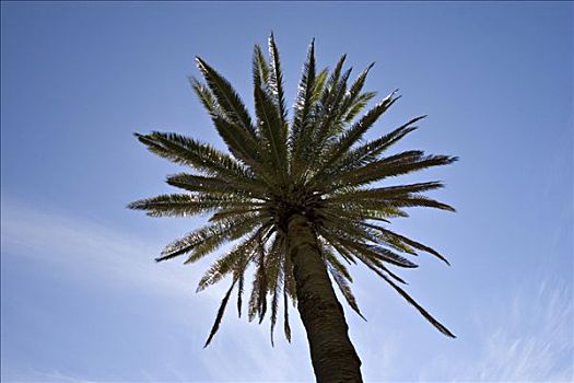 棕榈树,加纳利群岛