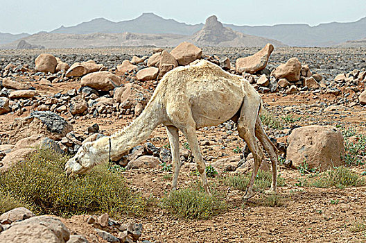 阿尔及利亚,区域,阿哈加尔,荒芜,单峰骆驼