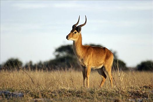 乔贝国家公园,博茨瓦纳