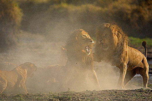 狮子,争斗,马赛马拉国家保护区,肯尼亚,非洲