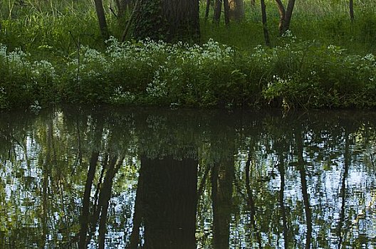 木板路,河,勃艮第,法国