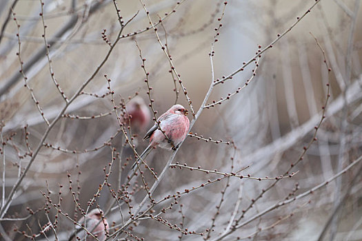 新疆怪石峪,长尾雀尽情地吃着榆树的嫩芽