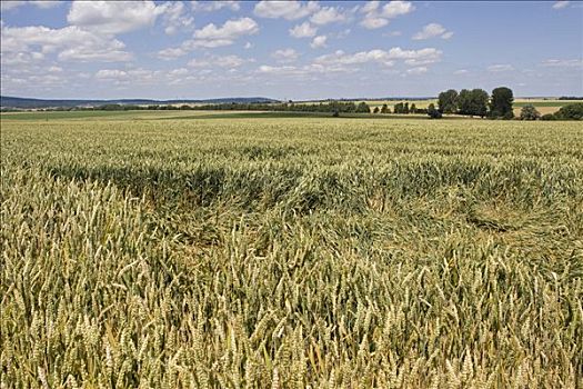 小麦田,小麦,降雨,穗,黑森州,德国