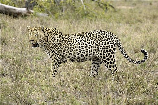 豹,雄性,南非