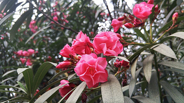 夹竹桃花朵