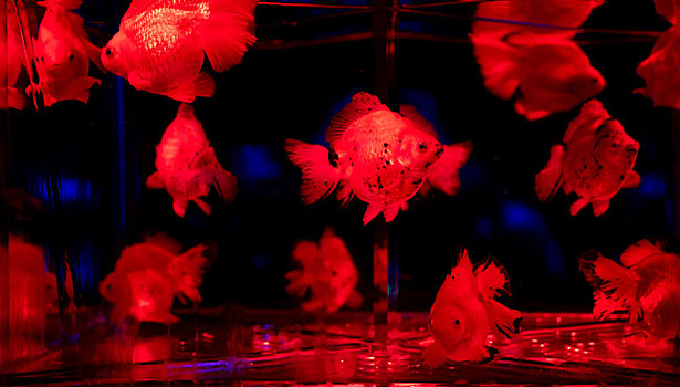 水族馆里的锦鲤鱼金鱼