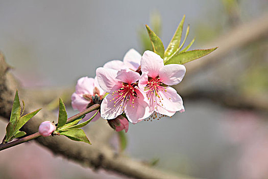 桃花,枝条