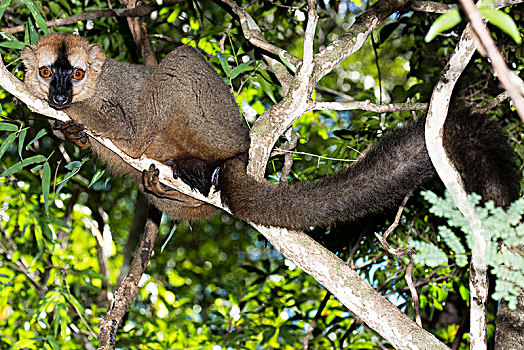 狐猴,褐色的狐猴,树,国家公园,马达加斯加,非洲
