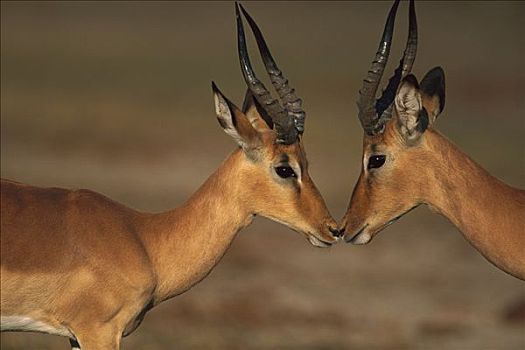 黑斑羚,问候,乔贝国家公园,博茨瓦纳