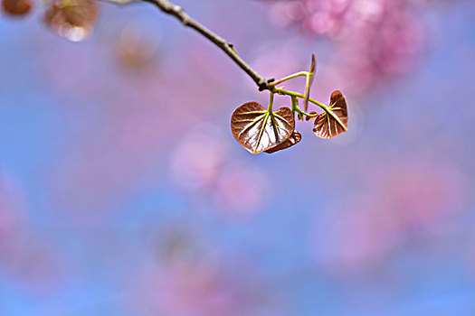 紫荆花叶子