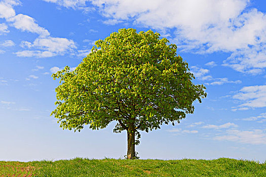 栗子树,欧洲七叶树,春天,黑森州,德国,欧洲