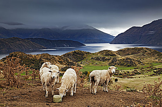 绵羊,舔,盐,攀升,瓦纳卡,新西兰