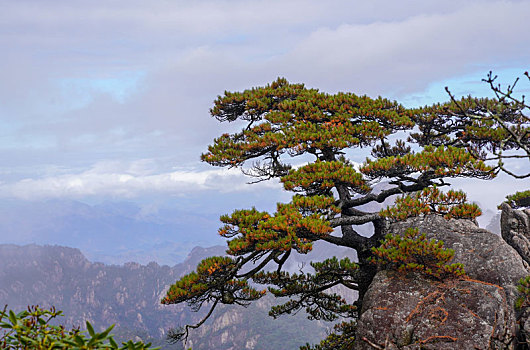 黄山松