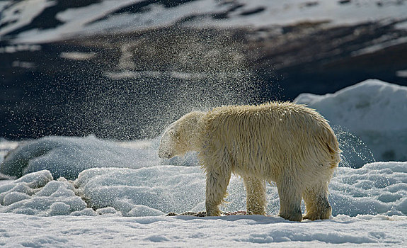 北极熊,溅,水,斯瓦尔巴特群岛,挪威,北极,欧洲