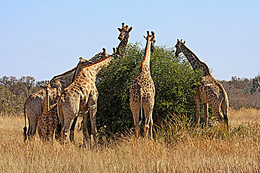 长颈鹿,莫瑞米,奥卡万戈三角洲,博茨瓦纳,非洲