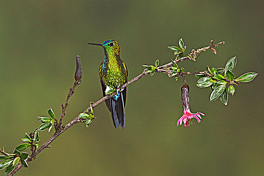栖息,枝条,自然保护区,靠近,基多,厄瓜多尔