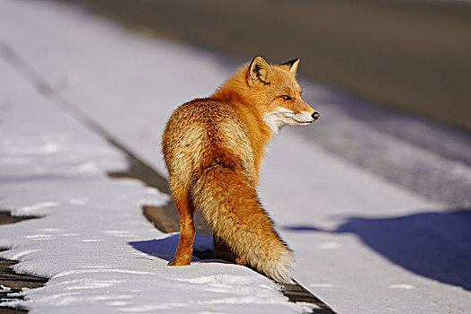 红狐