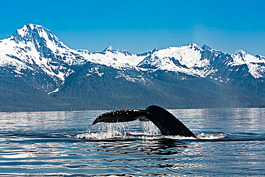 特写,驼背鲸,尾部,滴下,水,鲸,运河,东南阿拉斯加,夏天