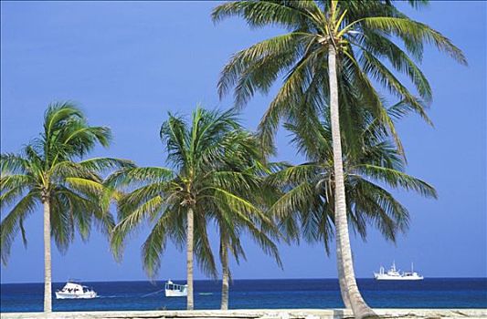 古巴,棕榈树,海边,船