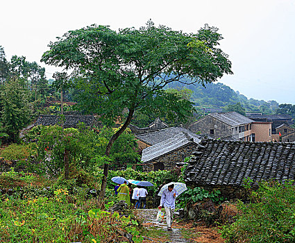 全景,田园,稻田,村庄