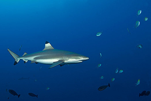 礁石,鲨鱼,长鳍真鲨,雅浦岛,密克罗尼西亚,大洋洲