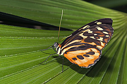 橙虎蝶,蝴蝶,河,国家公园,亚马逊河,厄瓜多尔