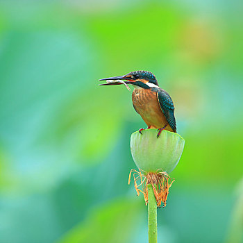 吃鱼,翠鸟