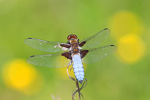 蜻属,雄性,黑森州