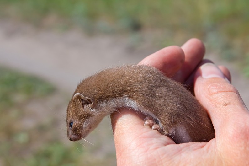 小,黄鼠狼,手_高清图片_全景视觉