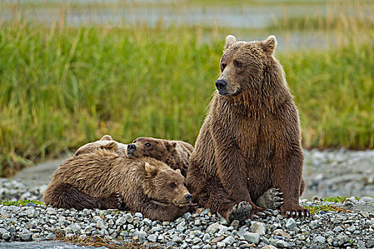 美国,阿拉斯加,卡特麦国家公园,大灰熊,母熊,棕熊,休息,潮汐